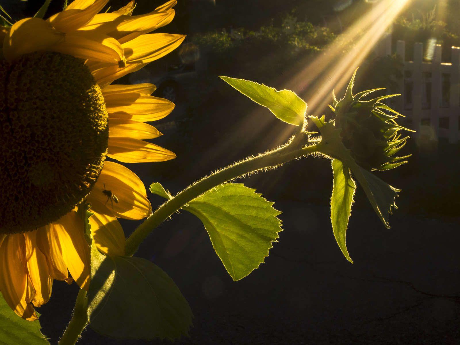 1600x1200 TIPS FOR GREAT SUNFLOWER PHOTOGRAPHY