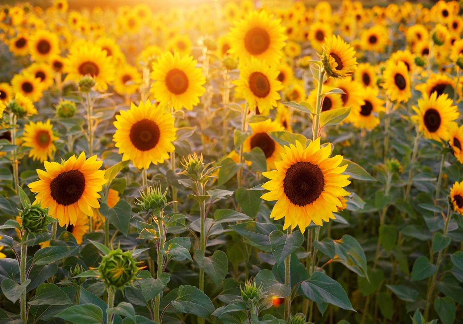 1500x1050 Amazon.com : FLASIY 10x7ft Sunflower Backdrop for Photography Children Baby Studio Party Photo Background Props GEAY180 : Camera & Photo