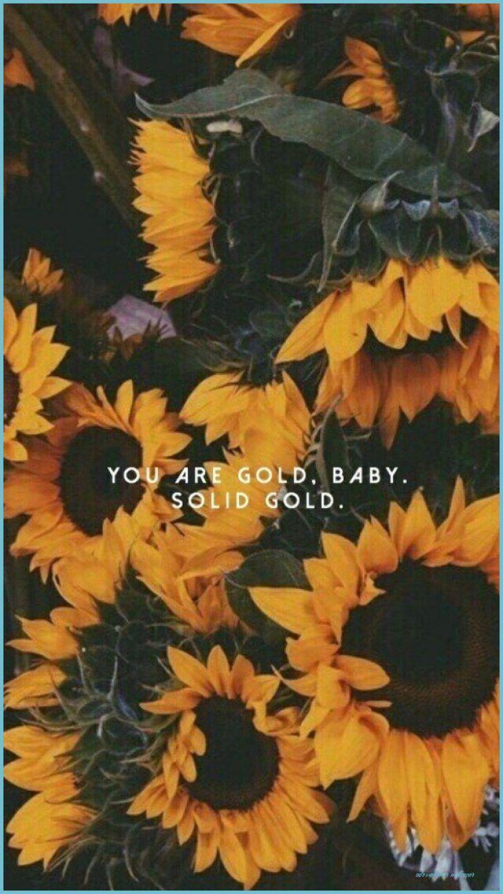 728x1292 What You Know About Cute Sunflower Wallpaper And What You