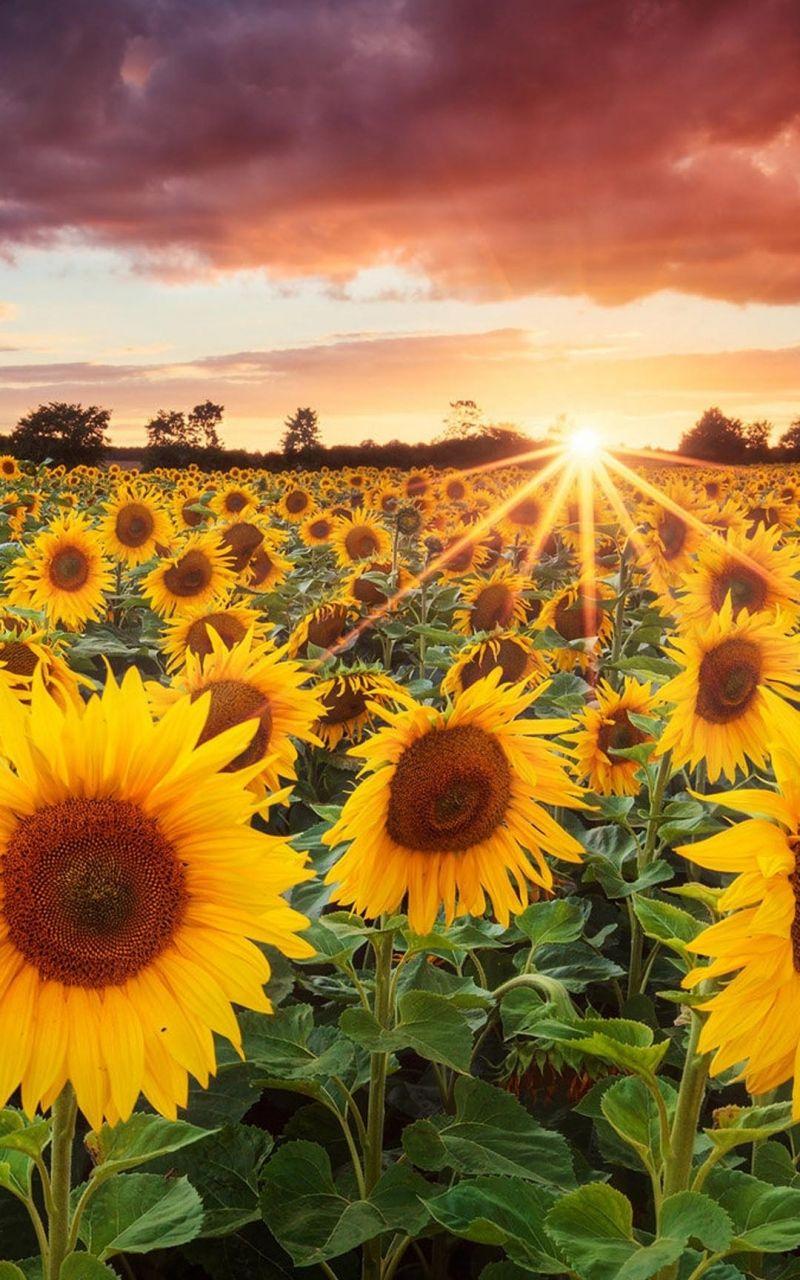 800x1280 Free download Sunflower Field Sunset iPhone 6 Plus HD Wallpaper iPhone 66S7 [1080x1920] for your Desktop, Mobile & Tablet. Explore Sunflower iPhone 7 Plus Wallpaper. Sunflower iPhone 7 Plus