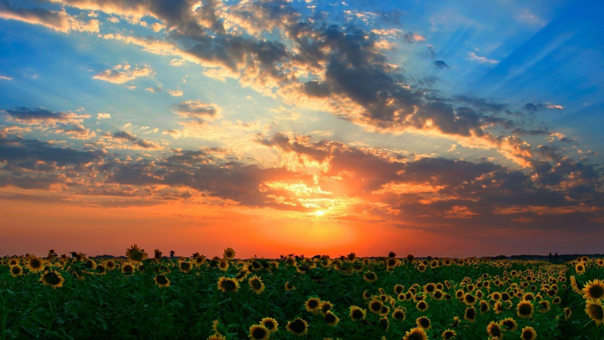 1920x1080 sunset, Sunflowers Wallpaper HD / Desktop and Mobile Background