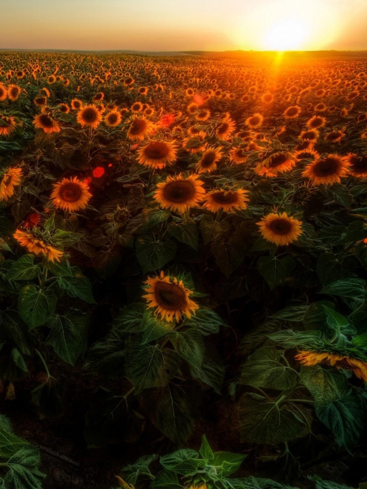 1200x1600 Ideas For Sunset Sunflower Wallpaper HD Photo