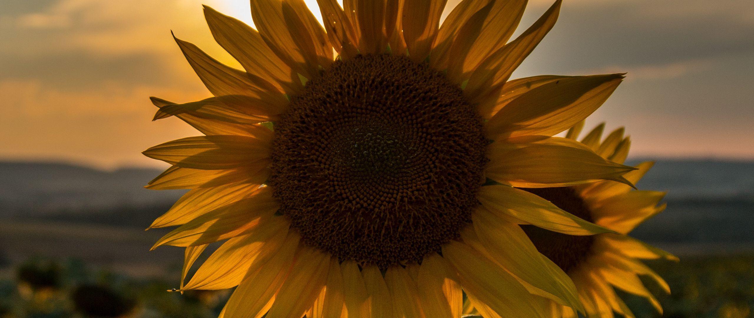 2560x1080 Download wallpaper 2560x1080 sunflower, sunset, field, sky, summer dual wide 1080p HD background