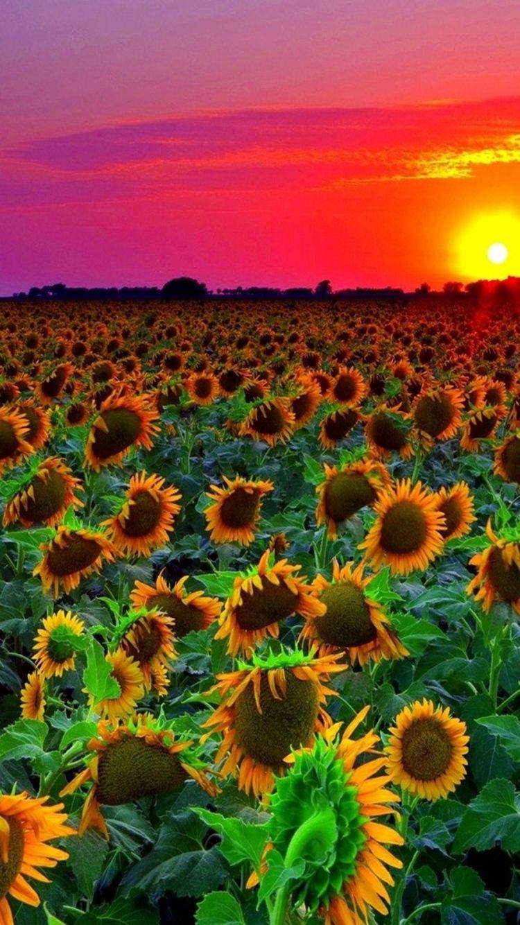 Sunflower Sunset HD Wallpapers - Top Free Sunflower Sunset HD ...