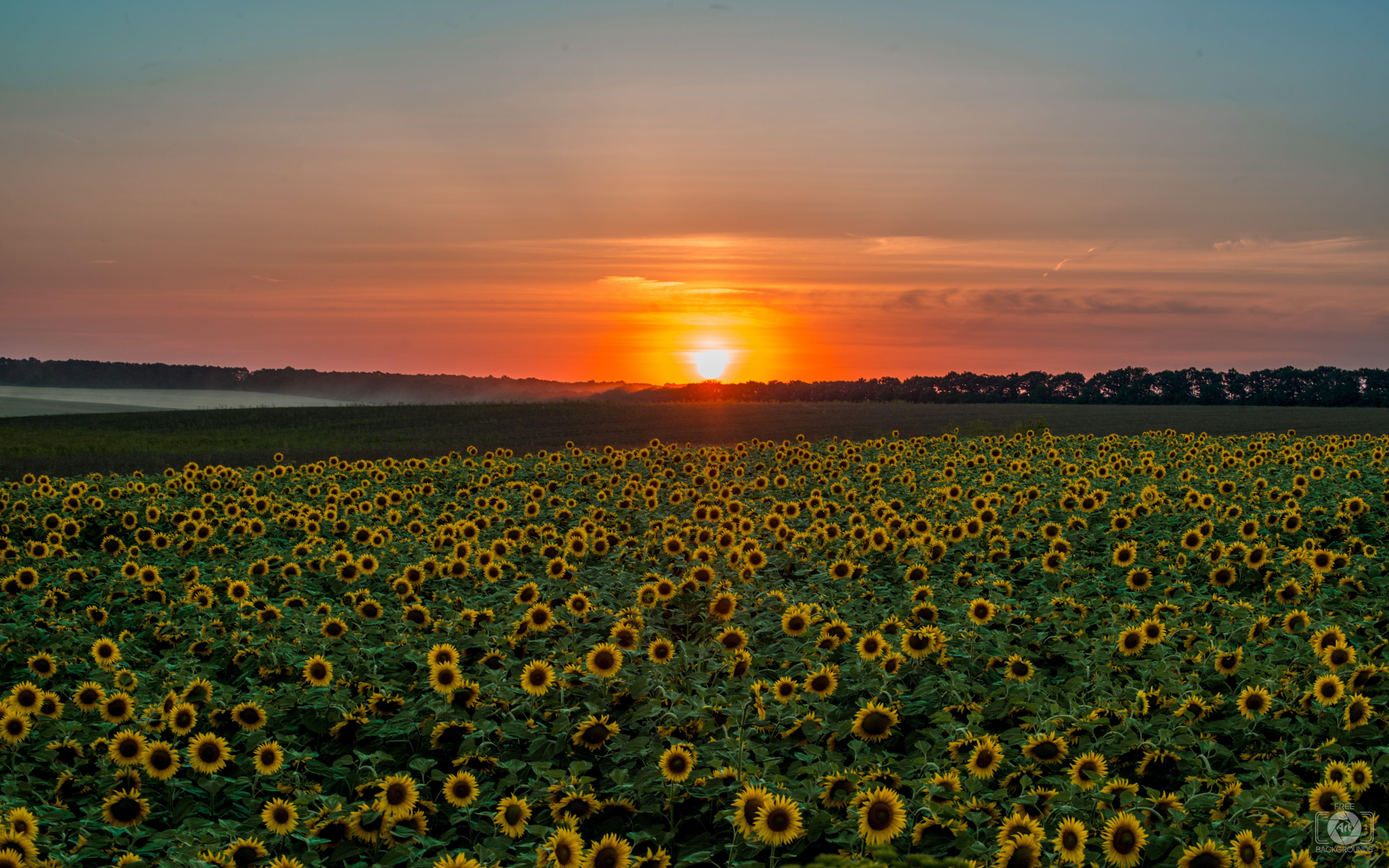 7360x4600 Sunflower Sunset Background Quality Free Background