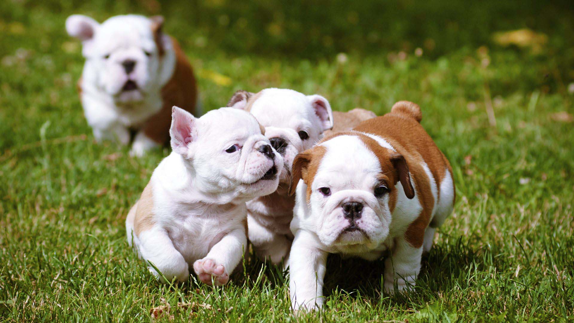 1920x1080 Bulldog Puppies Running Together Wallpaper HD Wallpaper with 1920x1080 1504 - Bulldog Puppy HD Wallpaper