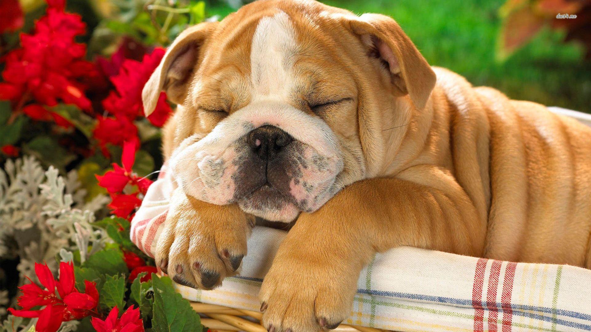 1920x1080 Free download English Bulldog puppy wallpaper Animal wallpaper 7065 [1920x1080] for your Desktop, Mobile & Tablet. Explore Bulldog Wallpaper for Computer. Bulldogs Wallpaper, Georgia Bulldog Wallpaper for Computer, French