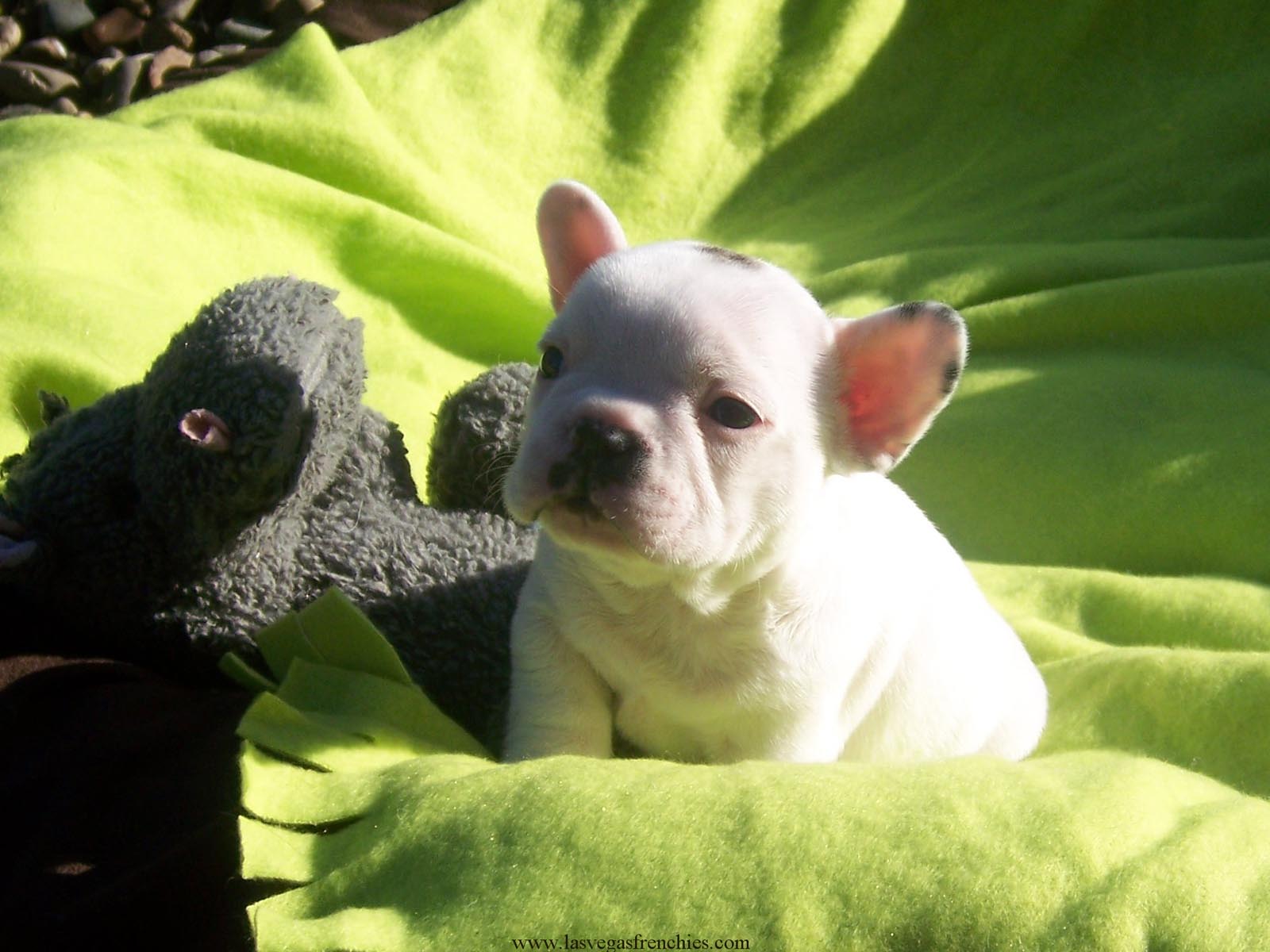 1600x1200 French Bulldog Puppies Wallpaper Bulldog HD Wallpaper