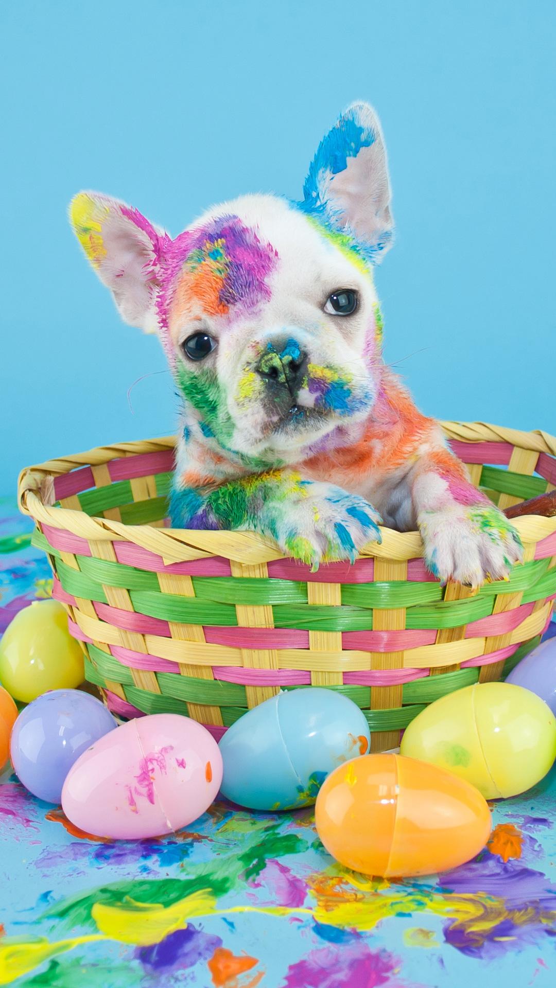 1080x1920 French Bulldog (Puppy, Multicolor, Face) Wallpaper