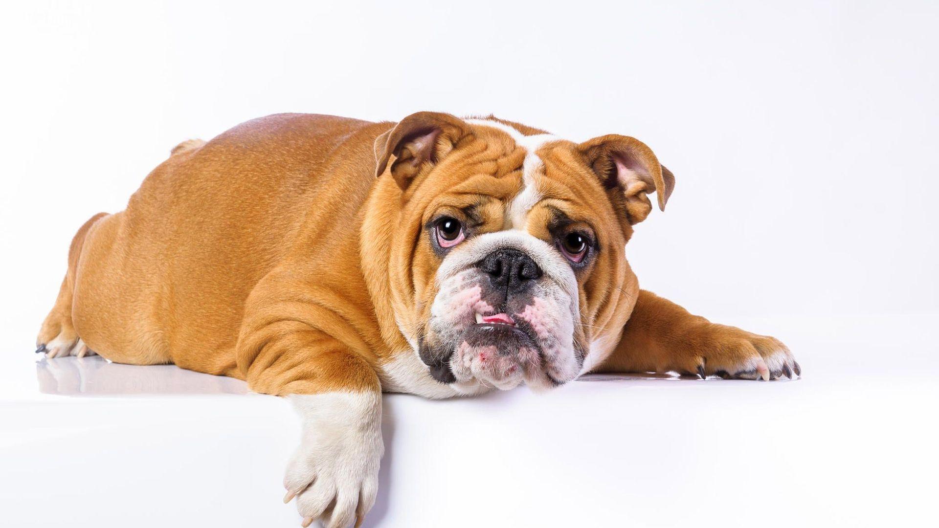 1920x1080 Free download Lazy english bulldog Wallpaper 8547 [1920x1200] for your Desktop, Mobile & Tablet. Explore English Bulldog Wallpaper. Old English Bulldog Wallpaper, Bulldogs Wallpaper