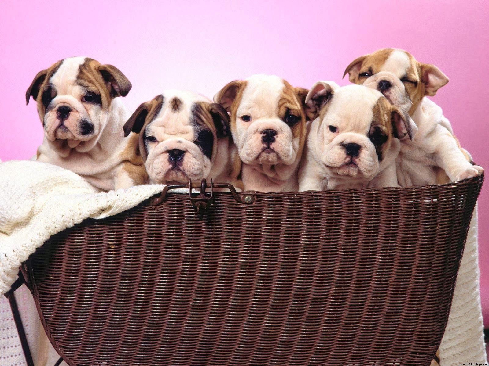 1600x1200 Petstyle Wallpaper: Bulldog Puppies Wallpaper