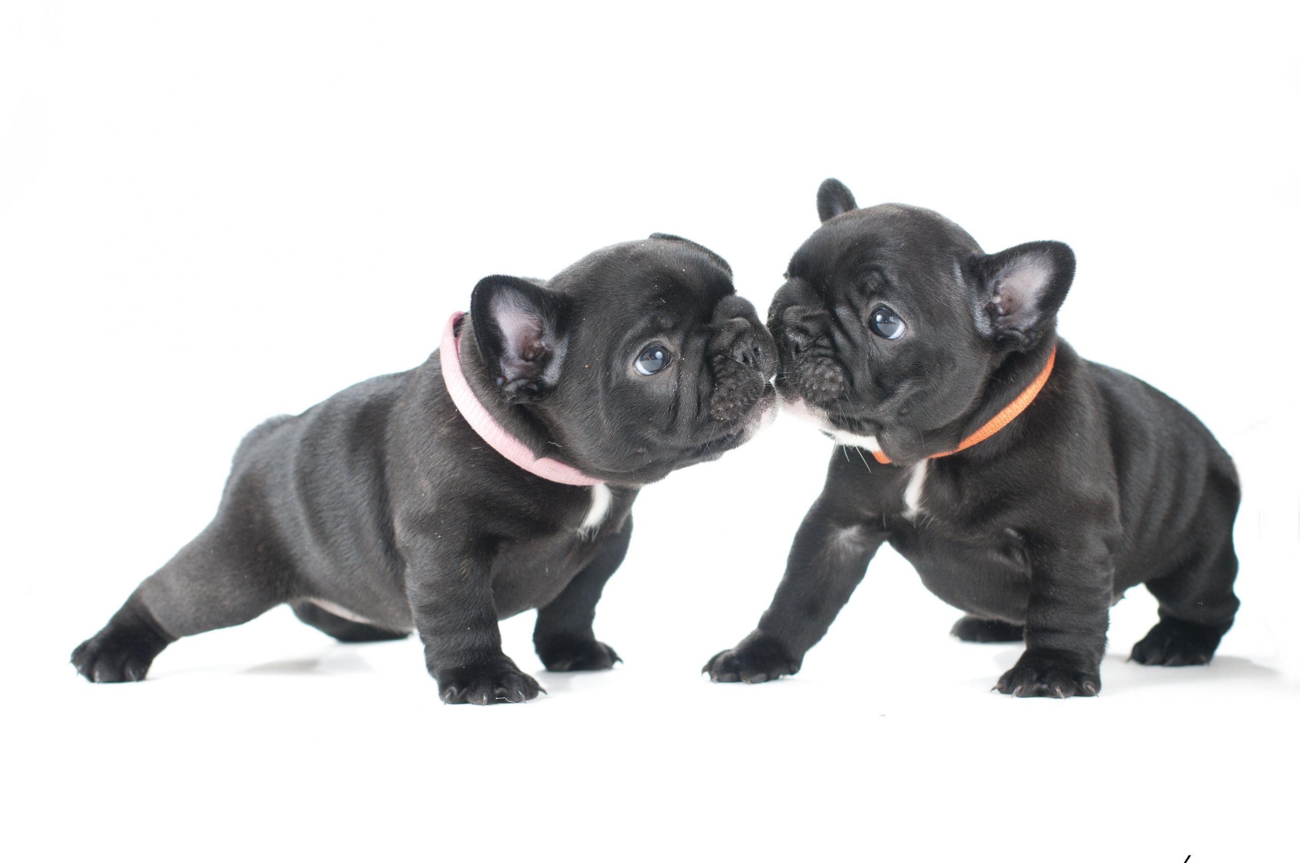 2560x1700 Free download French Bulldog Puppy Wallpaper French Bulldog Puppie [3322x2399] for your Desktop, Mobile & Tablet. Explore French Bulldog Puppy Wallpaper. Bulldogs Wallpaper, English Bulldog Wallpaper for Computer, Bulldog