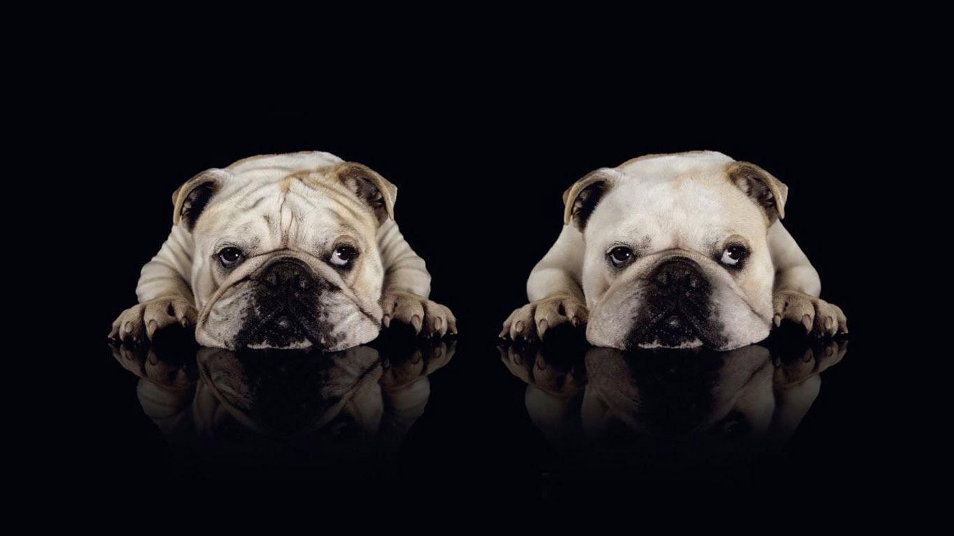 1366x768 Bulldog Wallpaper