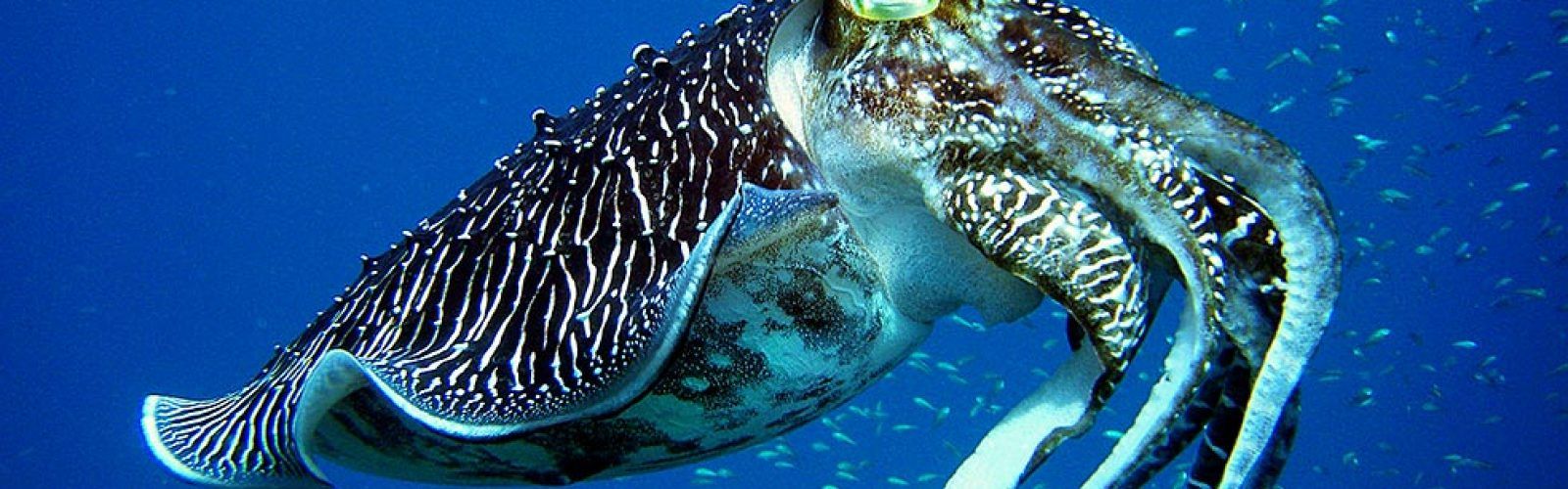 1600x500 Malaysia. Maduro Dive. Exclusive Scuba Diving Packages