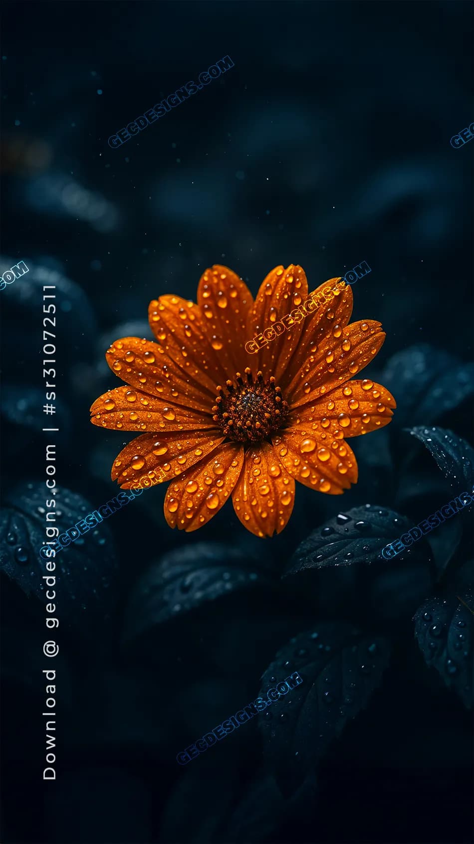 950x1689 Orange Daisy iPhone Wallpaper with Water Droplets on Dark Moody Background for AMOLED Screens: Free & Premium Creative Assets