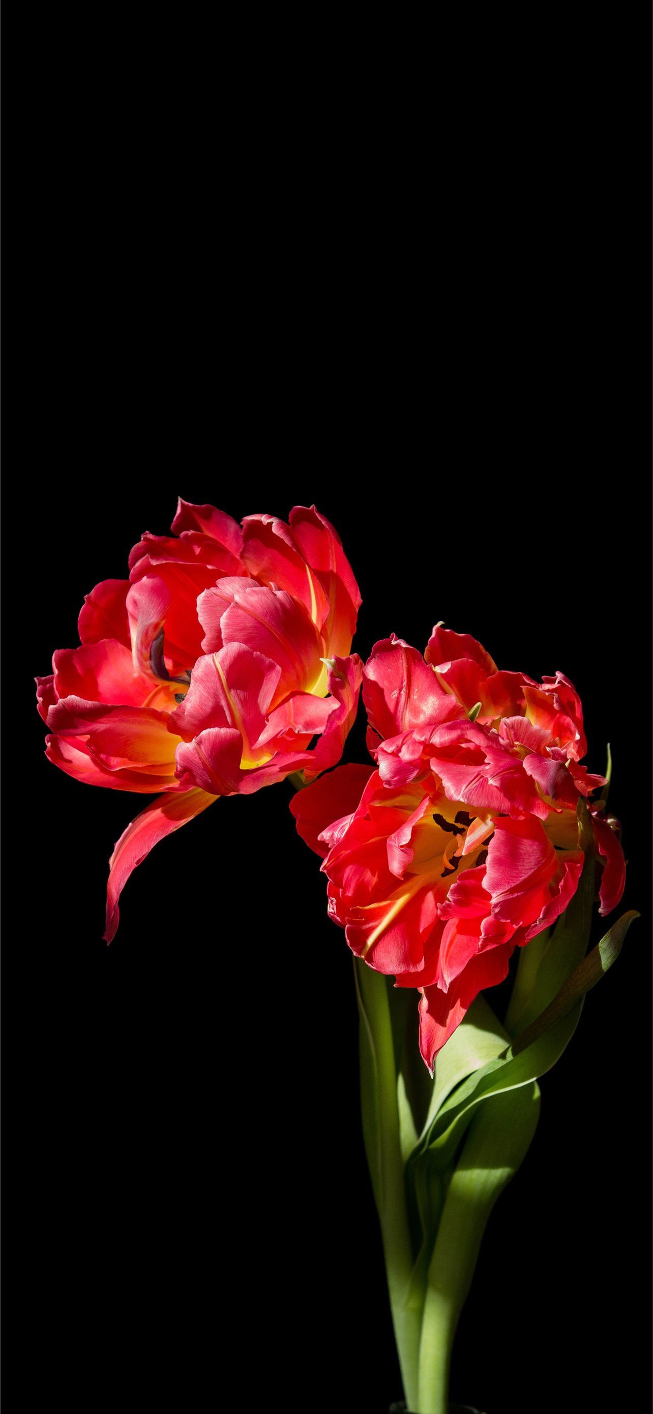 1284x2778 Amoled Flower teahub io iPhone Wallpaper Free Download