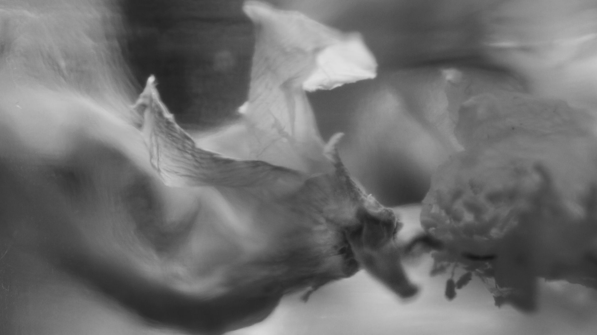 1920x1080 May The Flowers Remind Us Sensory Photographic Exhibition