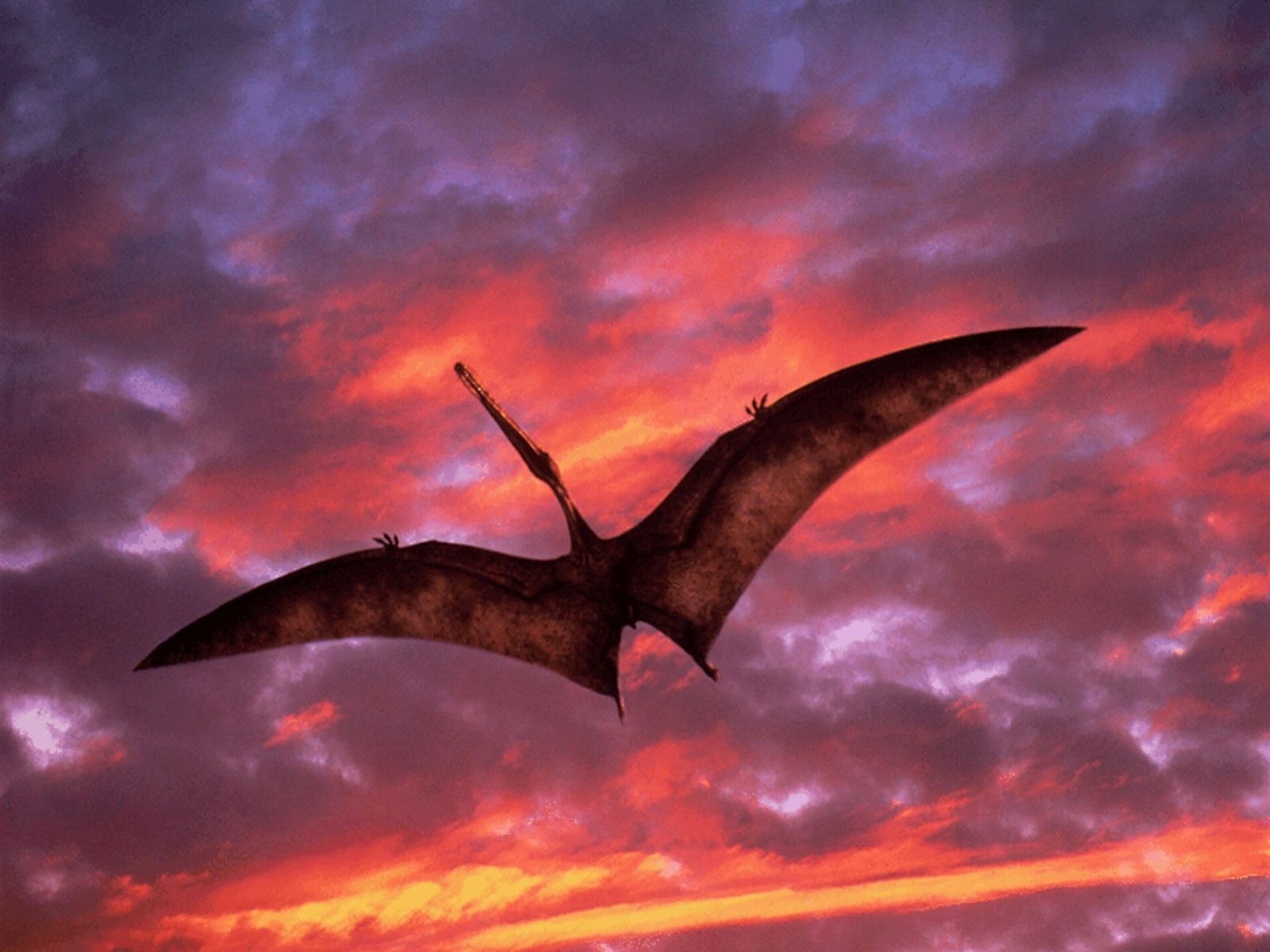 1600x1200 Majestic Pterosaur: A Stunning HD Wallpaperx1200