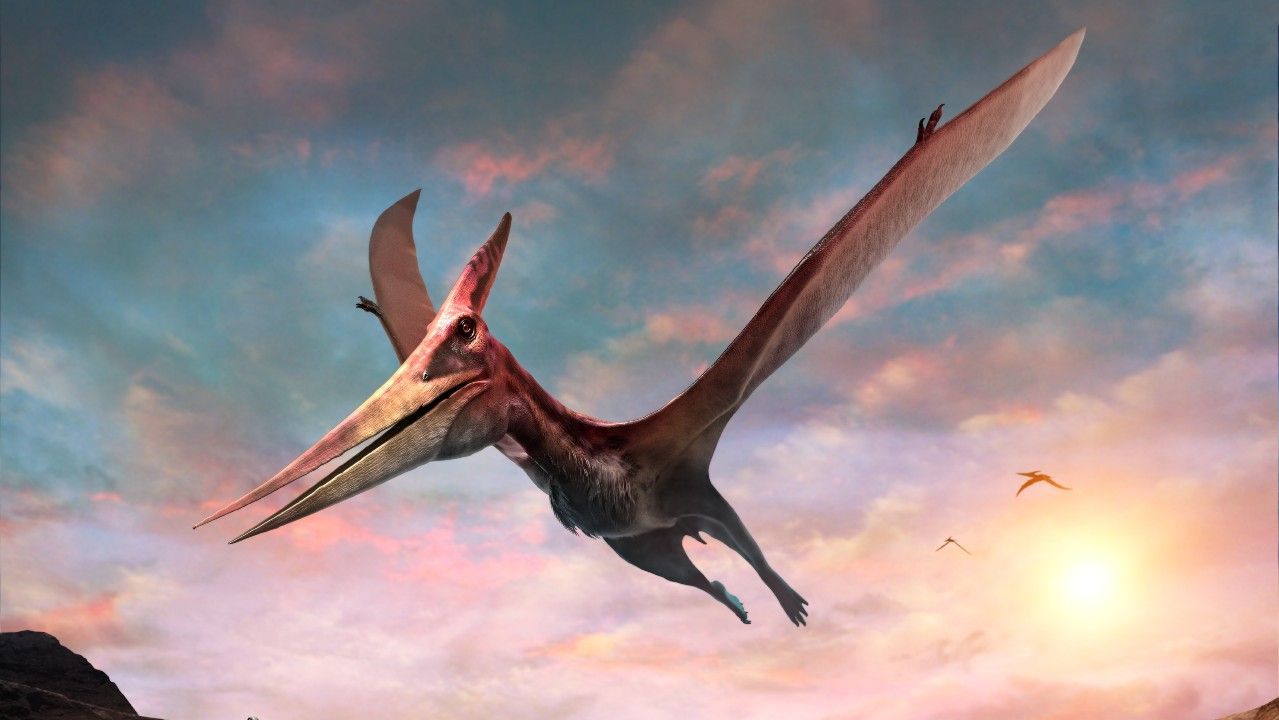 1279x720 Pterodactyl: Facts about pteranodon and other pterosaurs