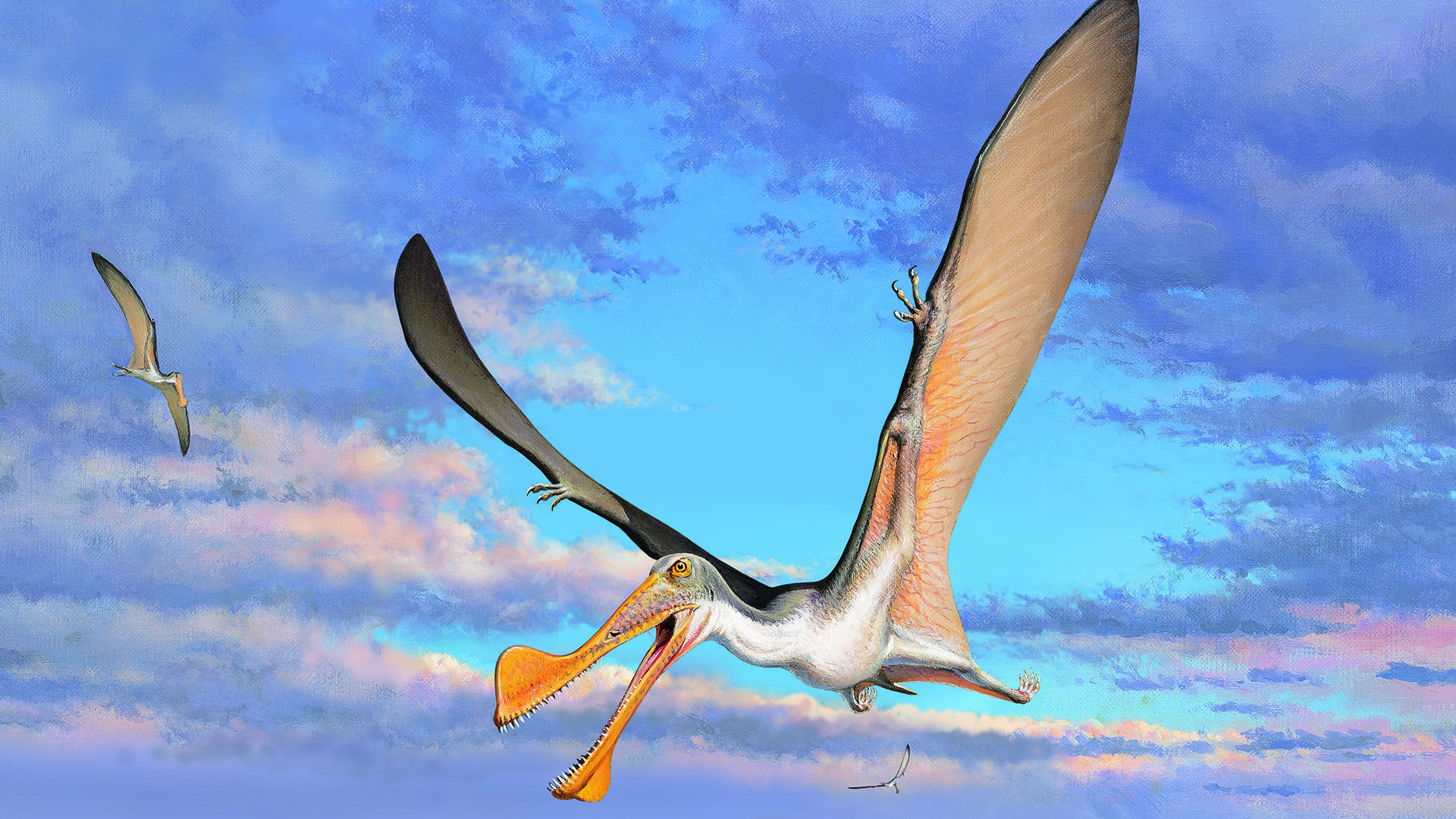 1920x1080 Study Finds 107 Million Year Old Pterosaur Bones Are Oldest In Australia