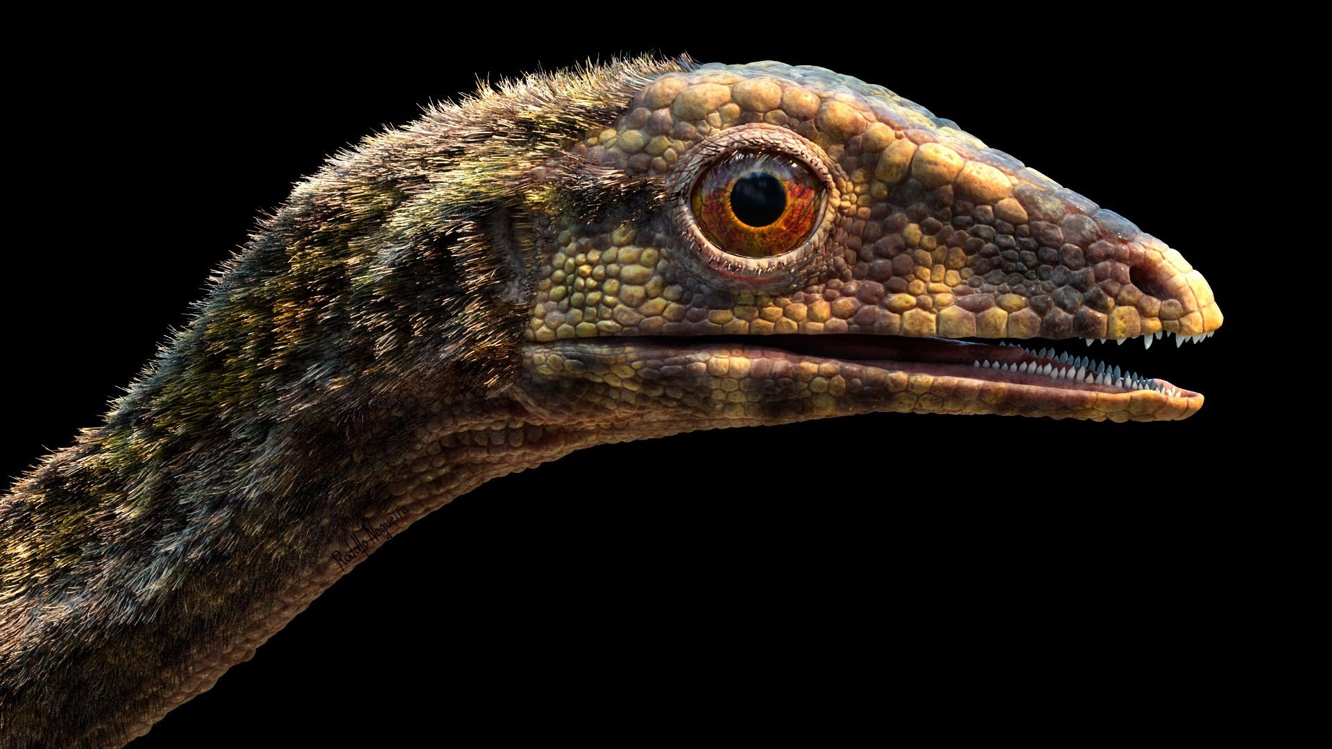 1920x1080 Missing link in pterosaur origins discovered
