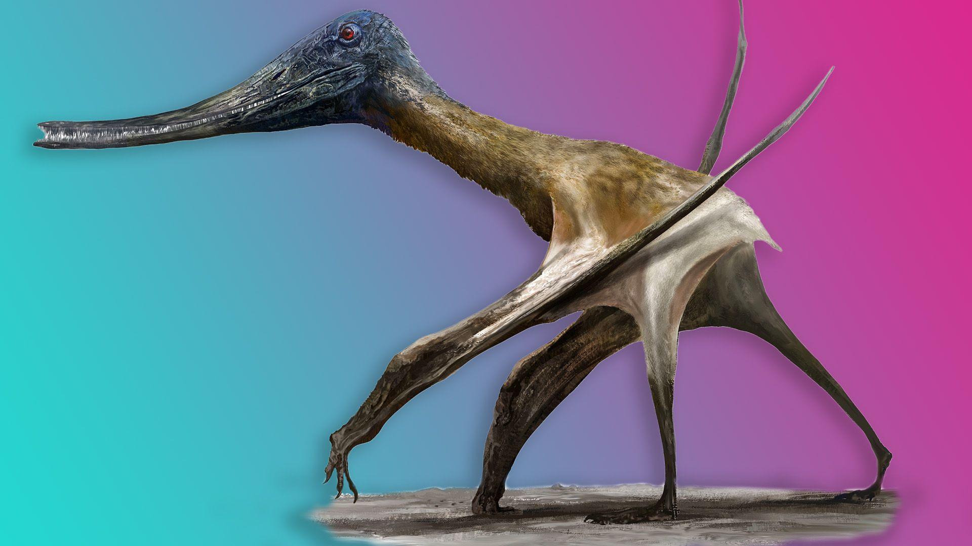 1920x1080 How did pterosaurs become giants of the sky?