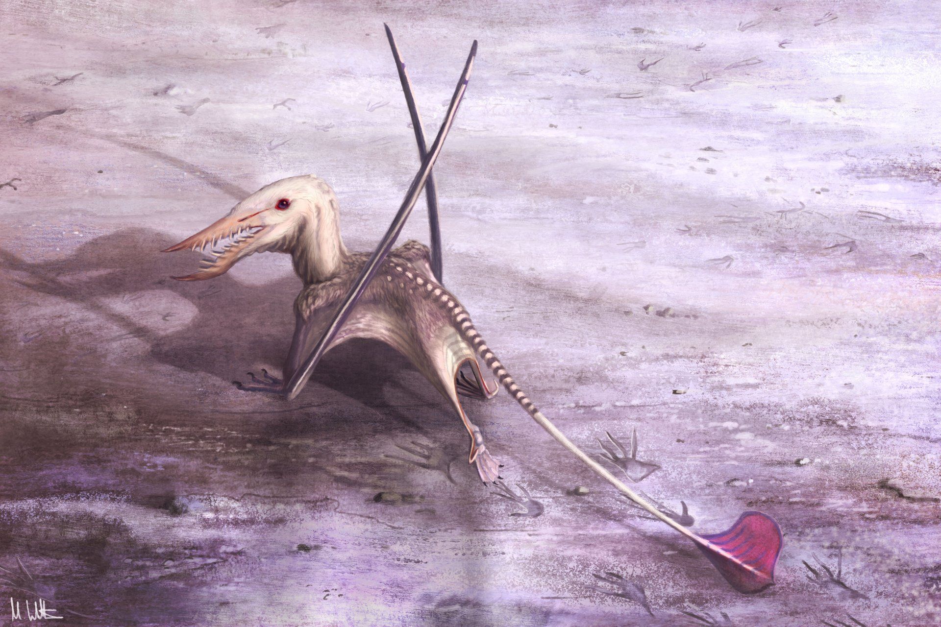 1920x1280 Footprint Find Could Be a Holy Grail of Pterosaur Research