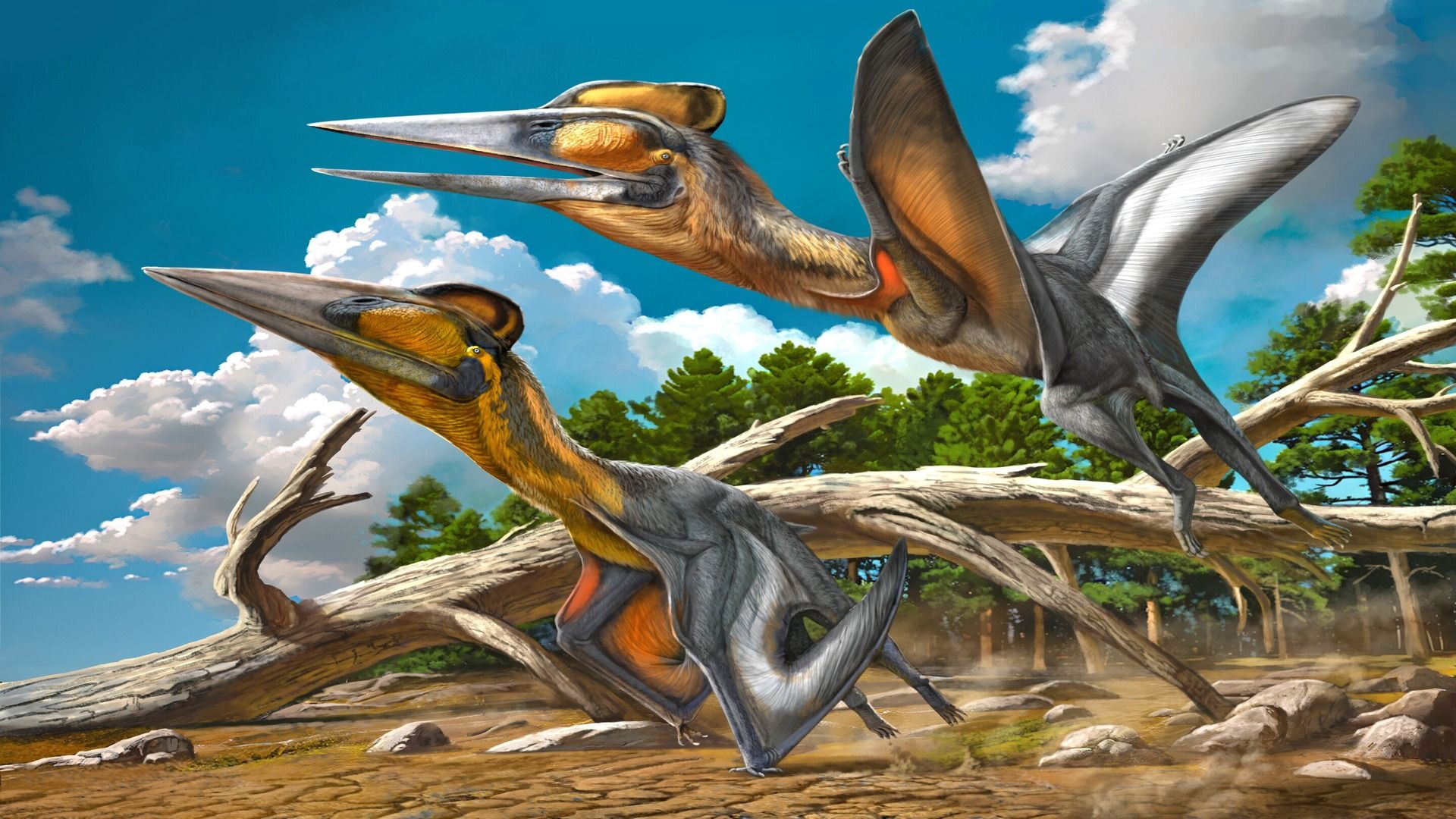1920x1080 A 90 Million Year Old Fossil Just Gave Japan Its First Pterosaur