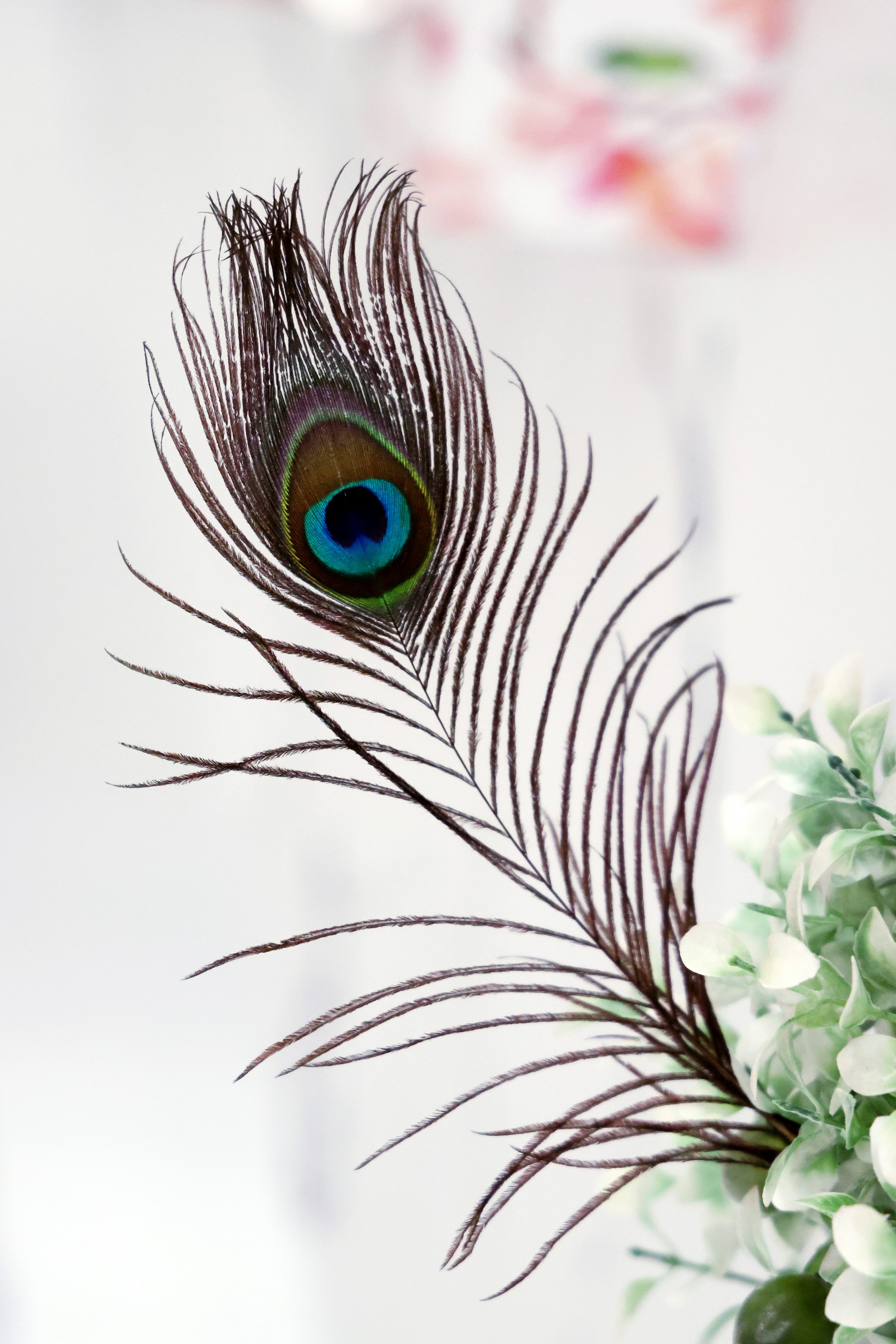 3000x4498 A close up of a peacock feather on a vase photo