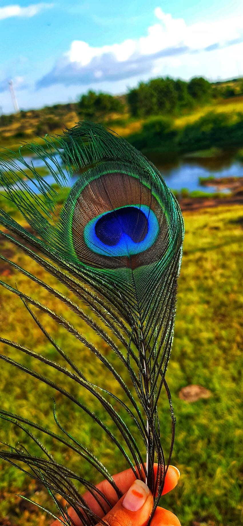 850x1840 Xecor Interiors Beautiful Multi Coloured Peacock Feather Wallpaper for Interior Decoration in Visakhapatnam at ₹ 85 / Square Foot (MOQ:50 Square Foot)