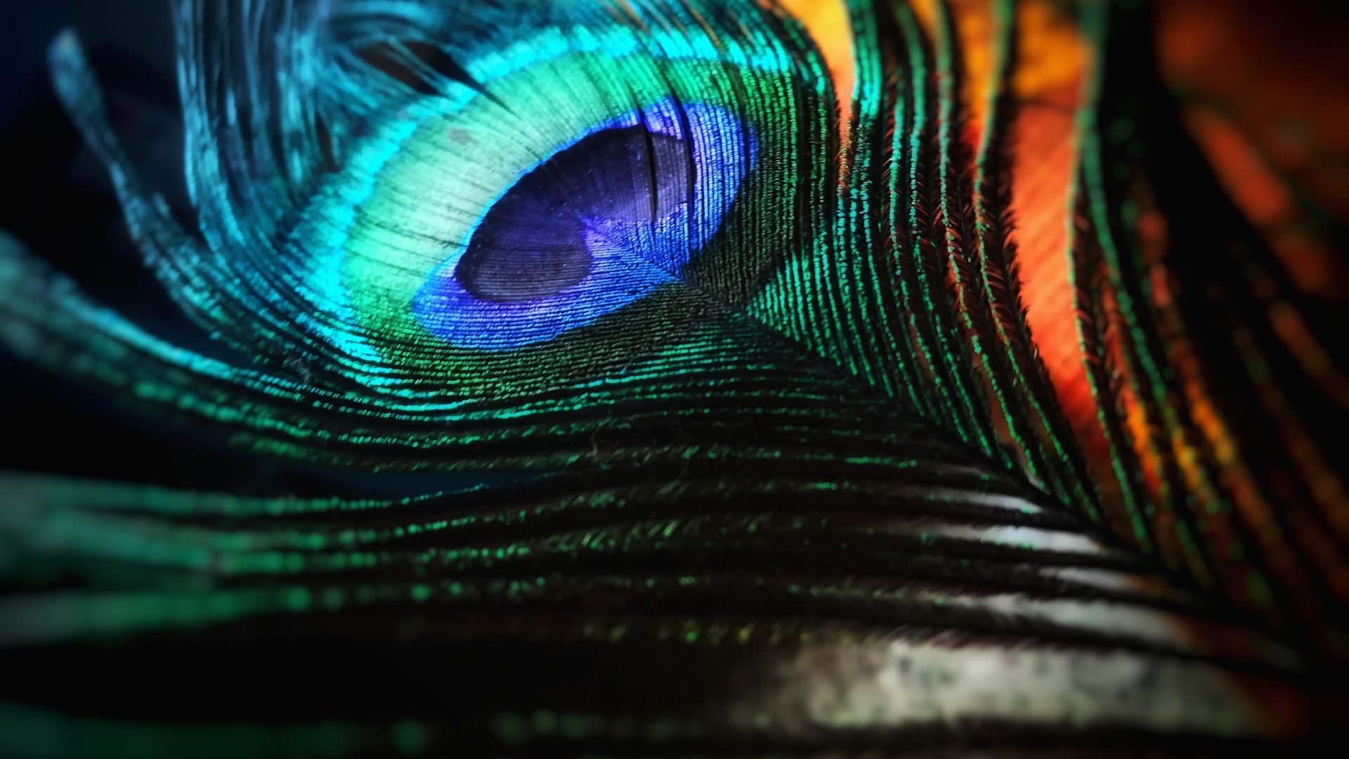 1920x1080 Flute And Peacock Feather Wallpaper
