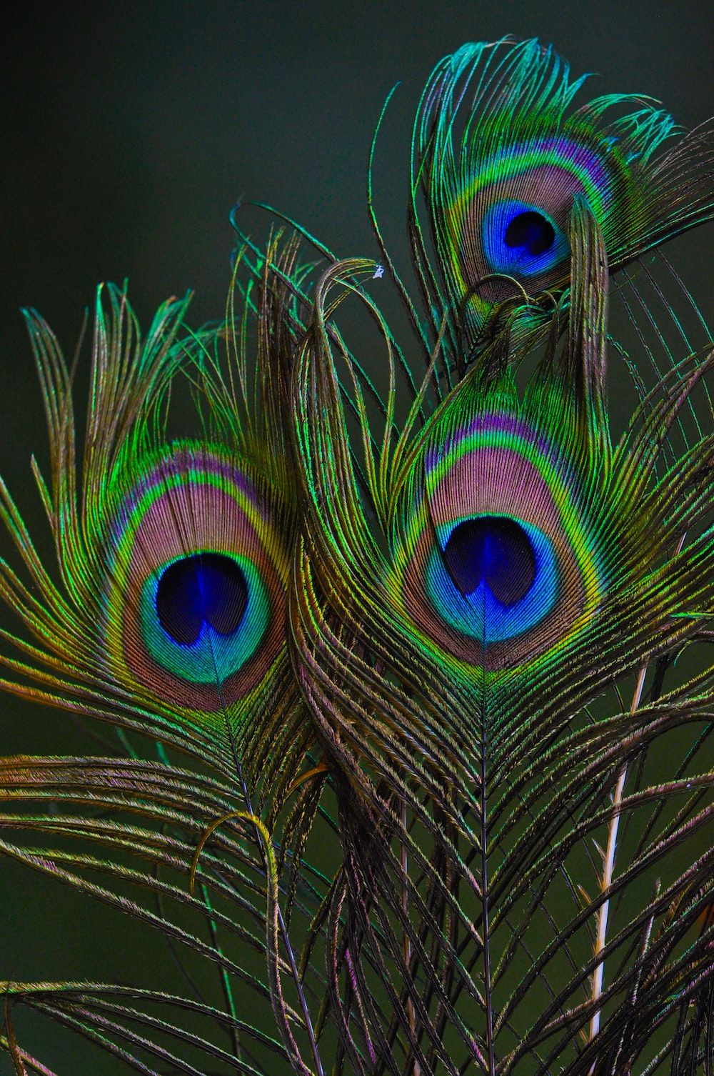 1000x1506 Peacock Feather Symbolism in Jewellery