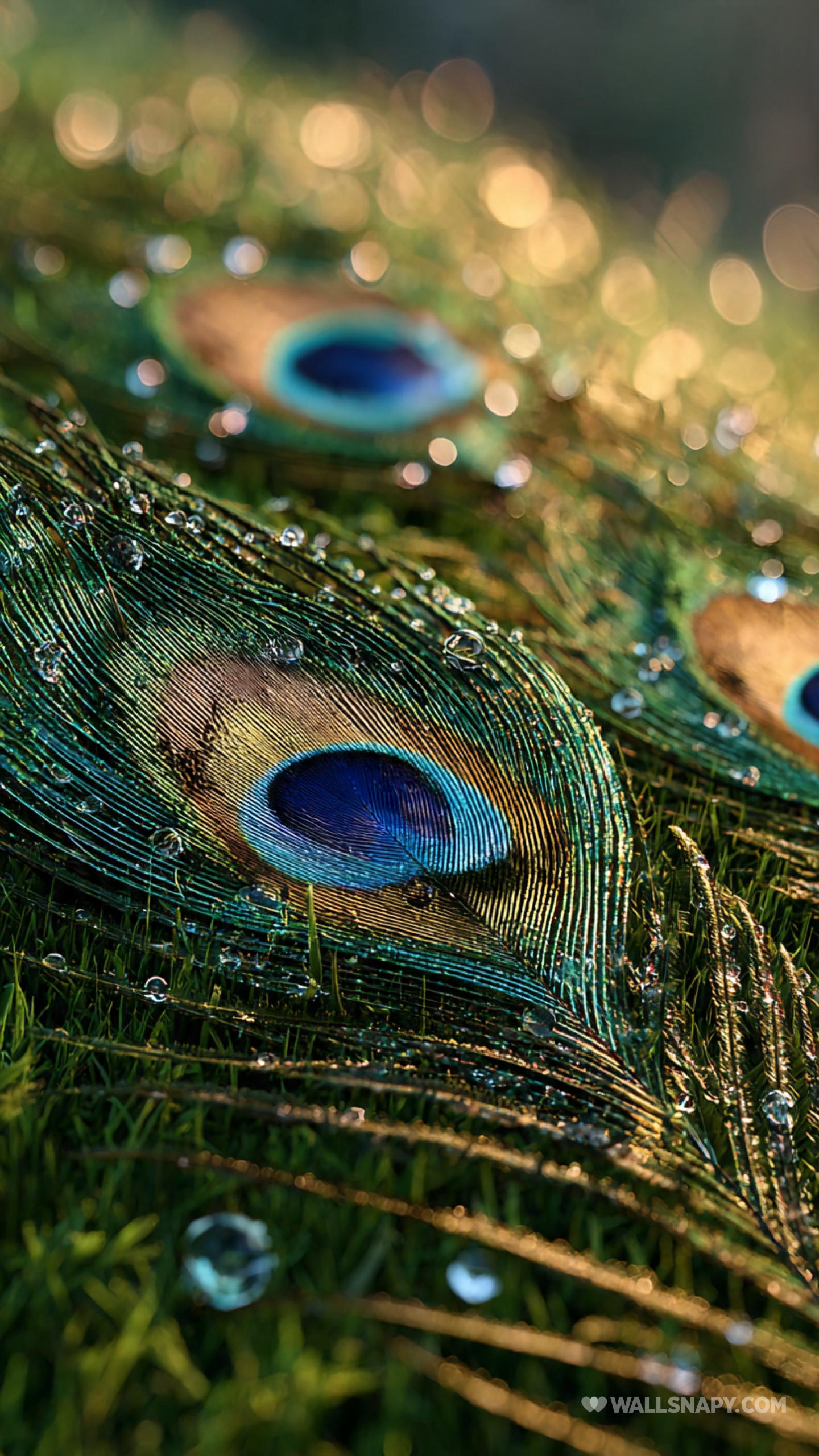 1440x2560 Peacock feather water drops HD mobile image