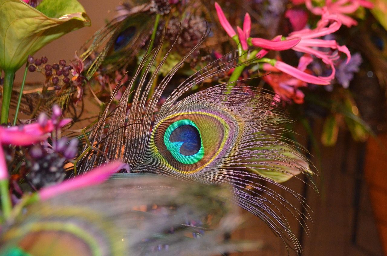 1280x848 Peacock Feather Blossoms