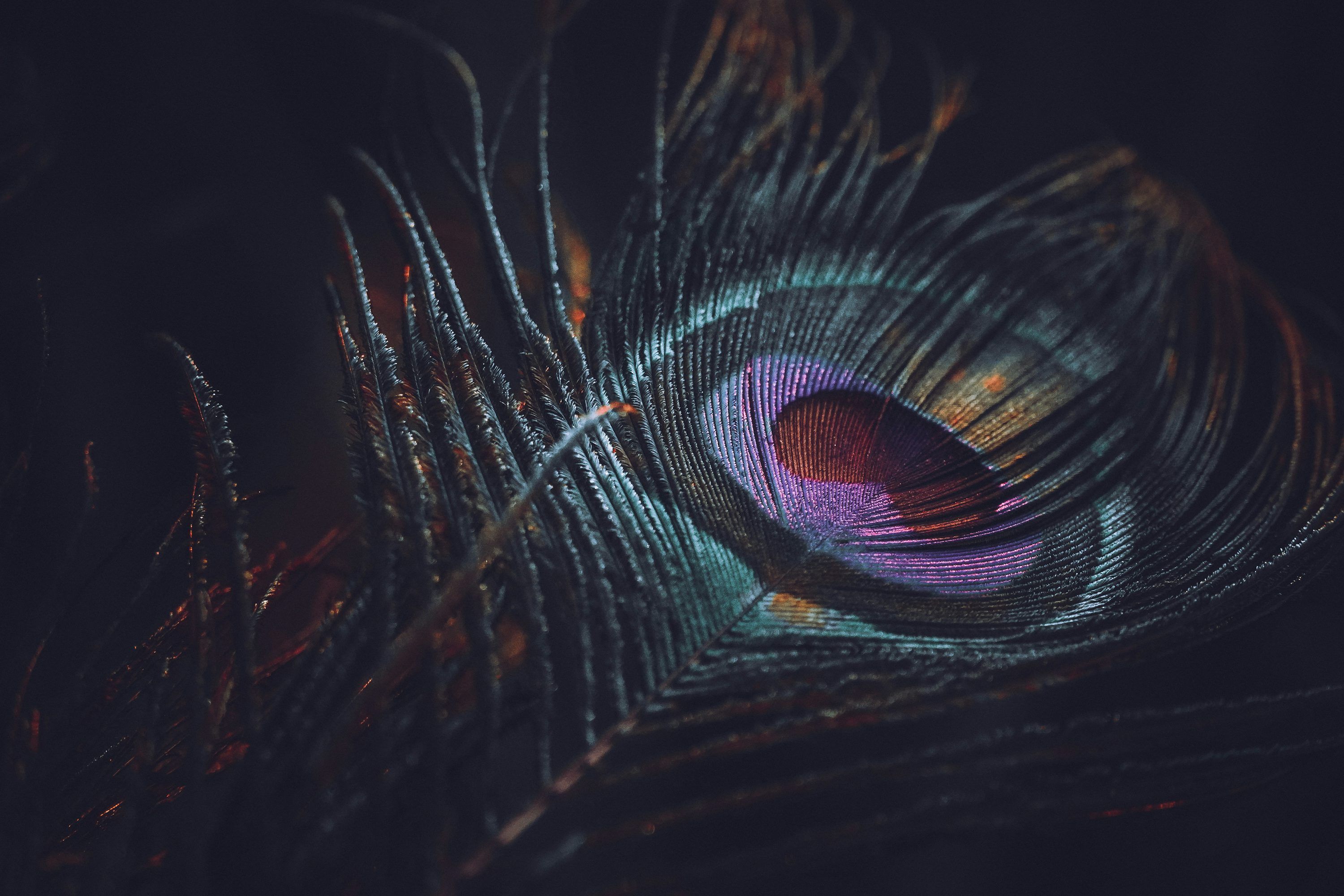 3000x2000 Blue green and brown peacock feather photo