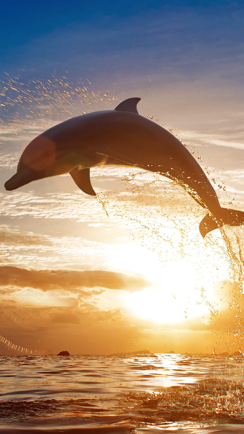 800x1422 Dolphin jumping out of water, aquatic, sunset, lockscreen, HD phone wallpaper