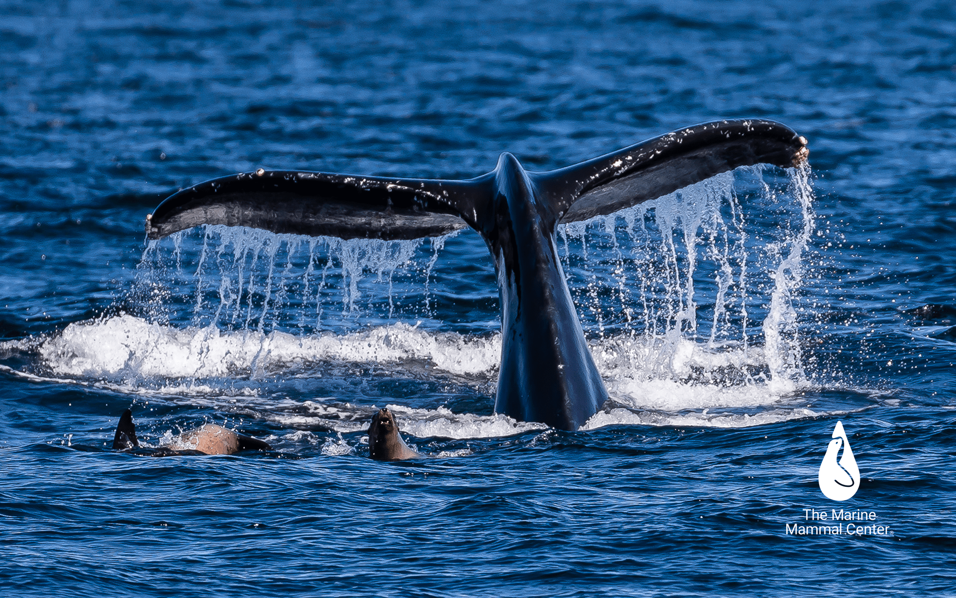1920x1200 Downloadable Wallpaper. The Marine Mammal Center
