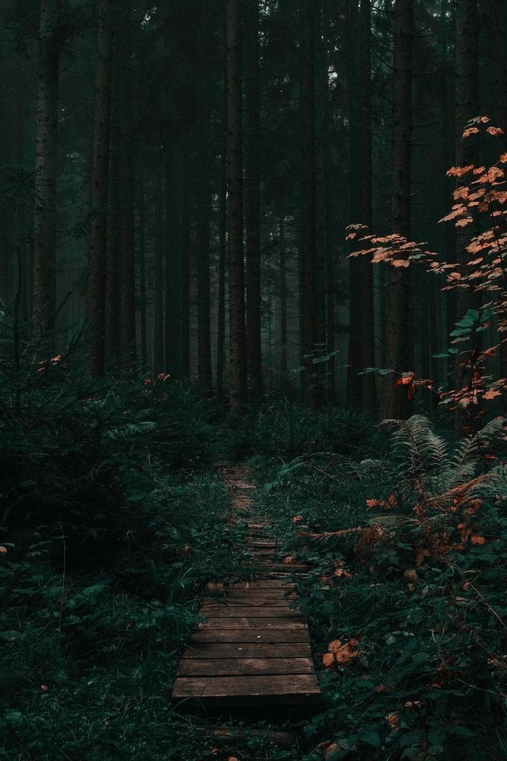 736x1105 Dark Forest Trail Lockscreen