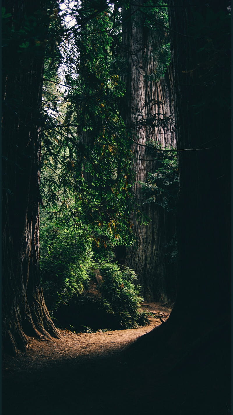 800x1422 Green tree, dark, sun, nature, forest, love, romantic, HD phone wallpaper