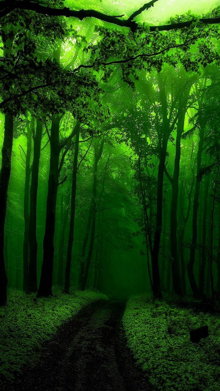 720x1280 Green forest wallpaper