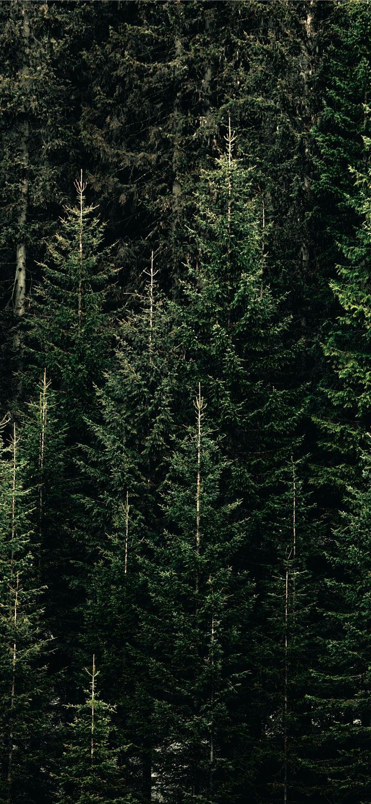736x1593 green forest with pine trees iPhone 11 Wallpaper