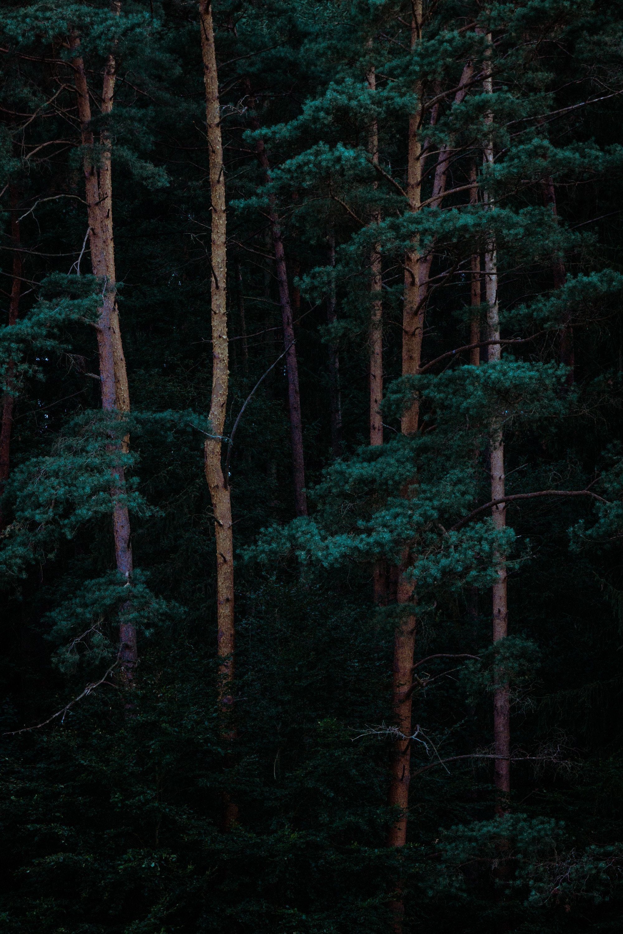 2000x3000 Green Forest Wallpaper