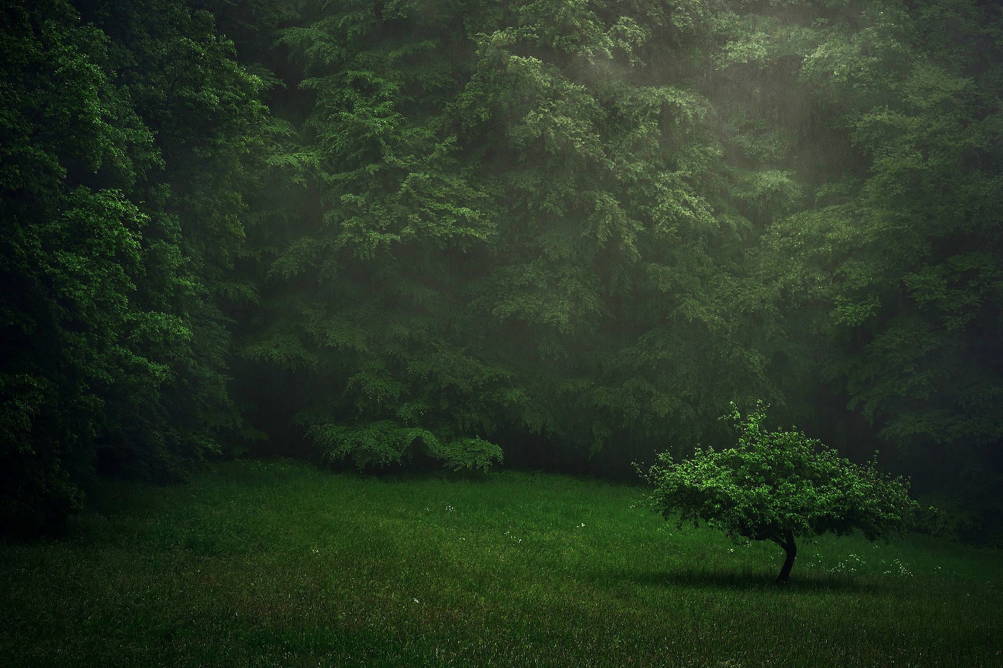 2048x1365 Enchanted Green Forest: HD Dark Nature Wallpaperx1365
