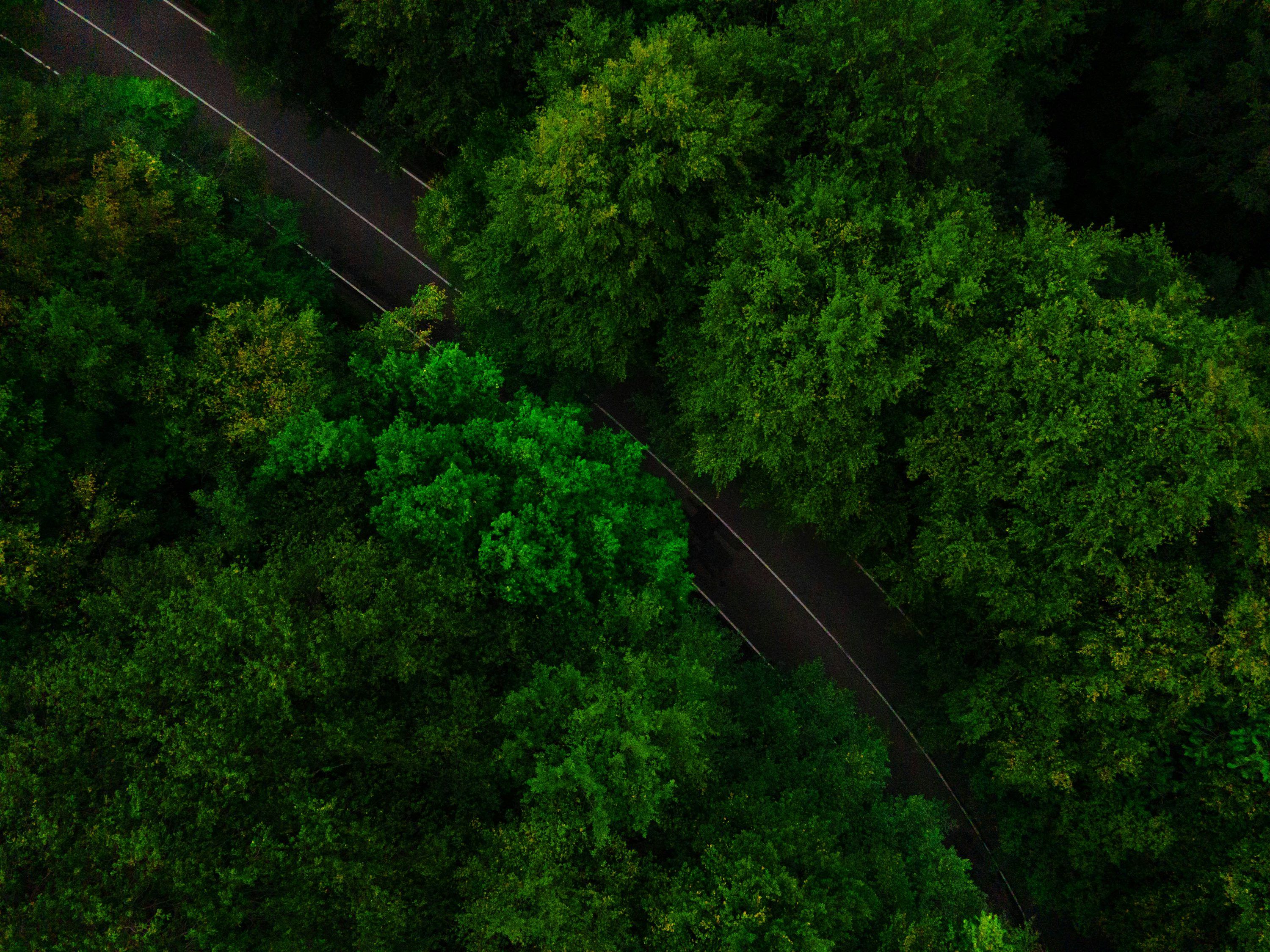3000x2250 Dark Green Forest Picture. Download Free Image