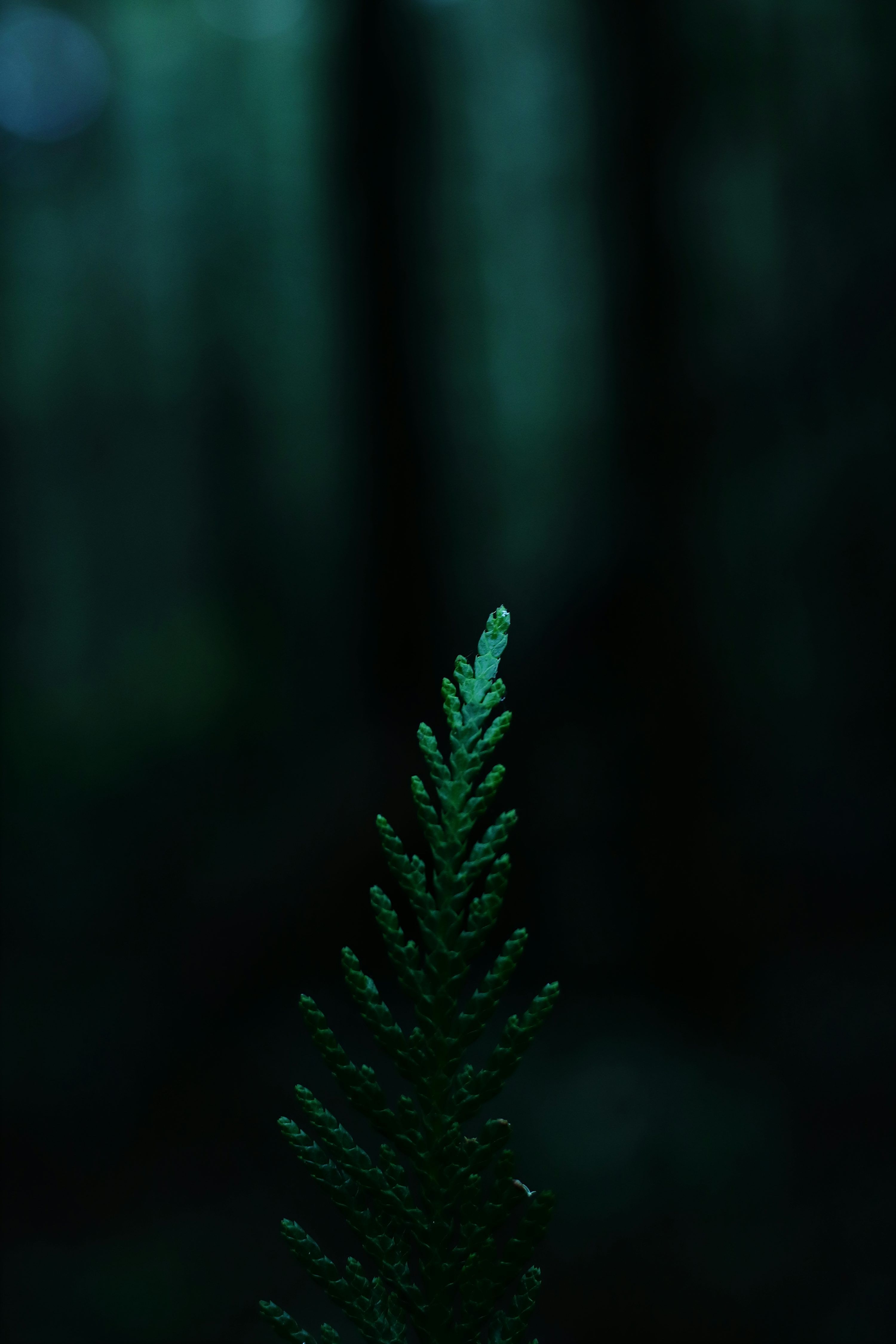 3000x4500 Dark Green Picture. Download Free Image