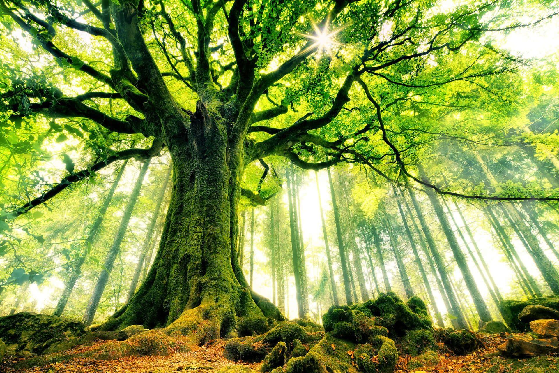 1920x1280 Green Tree Background
