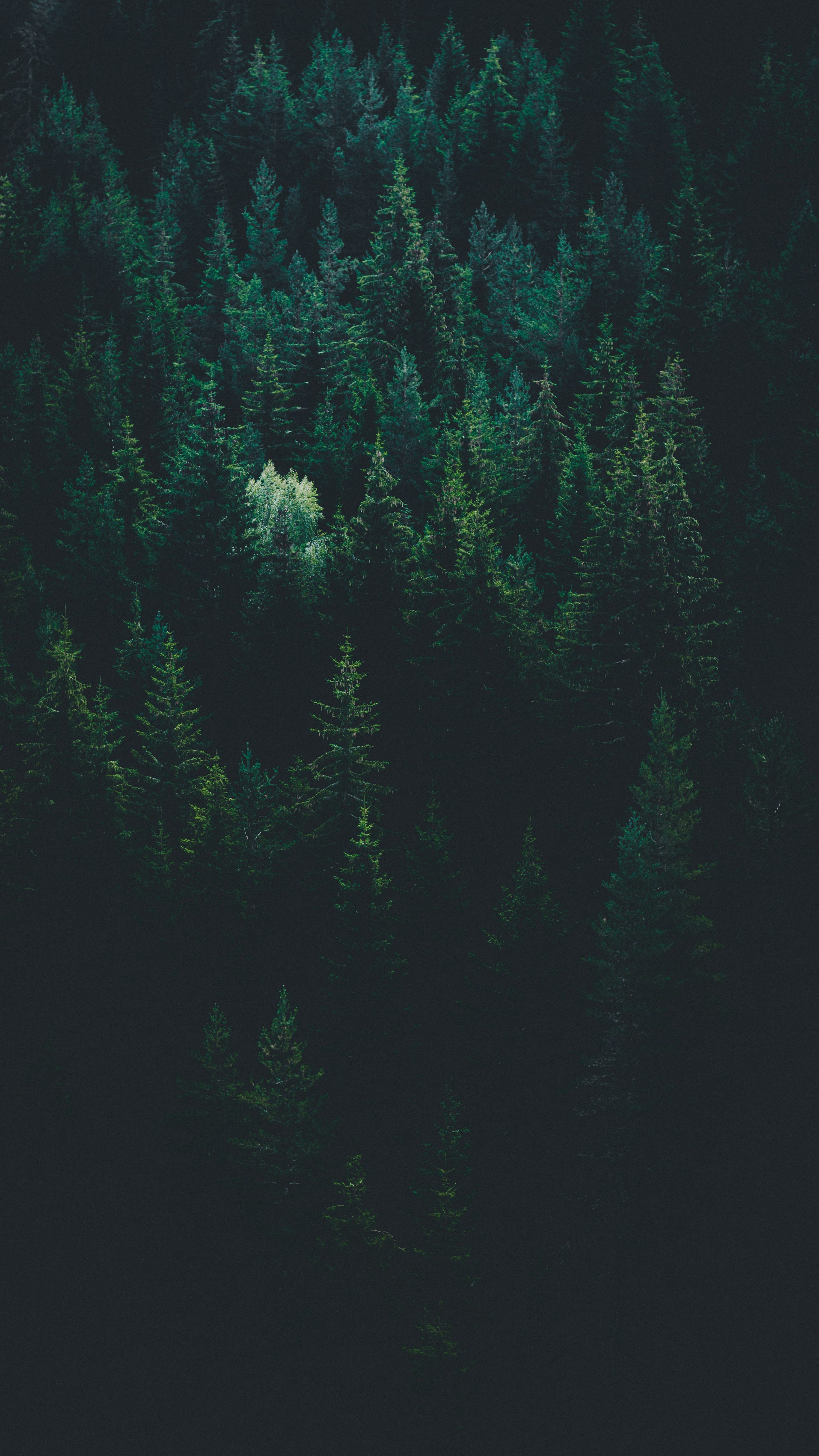 3000x5333 Green Forest iPhone Wallpaper