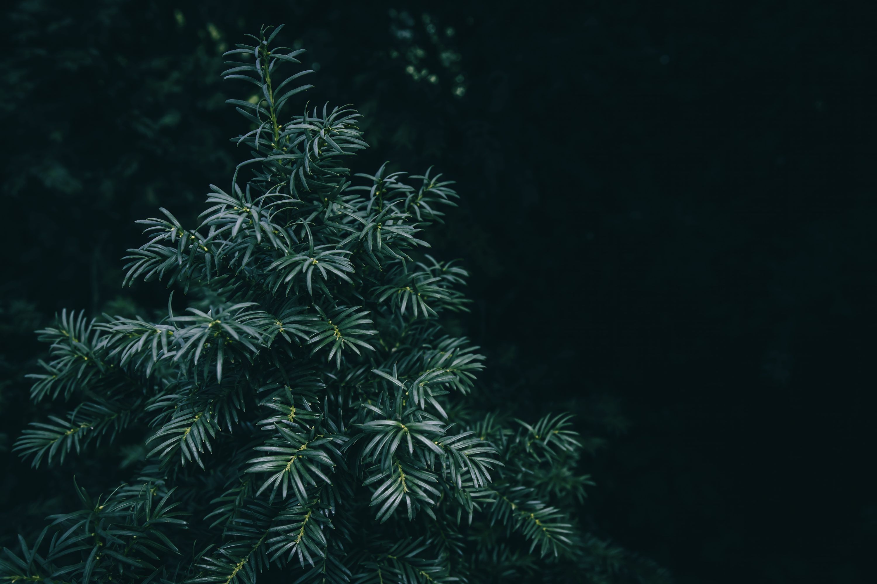 3000x2000 A small green tree in the middle of a dark forest photo