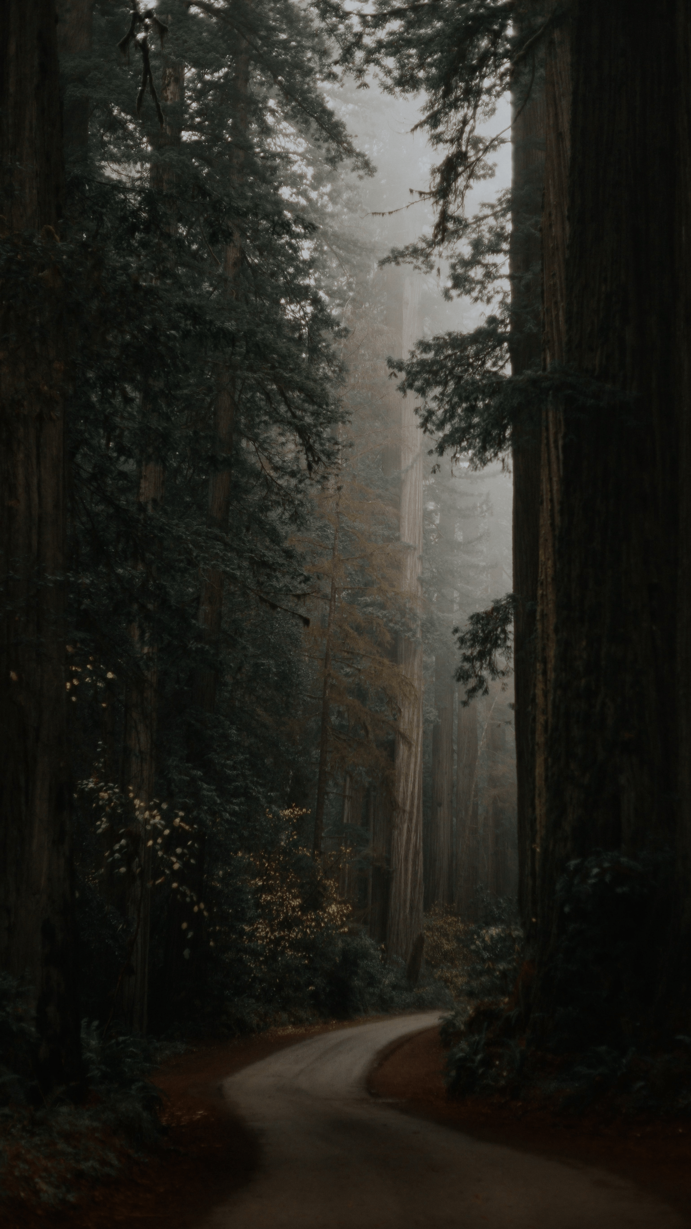 2250x4000 Wallpaper Dark Grey Green Aesthetic, Aesthetics, Tree, Grey, Green, Background Free Image