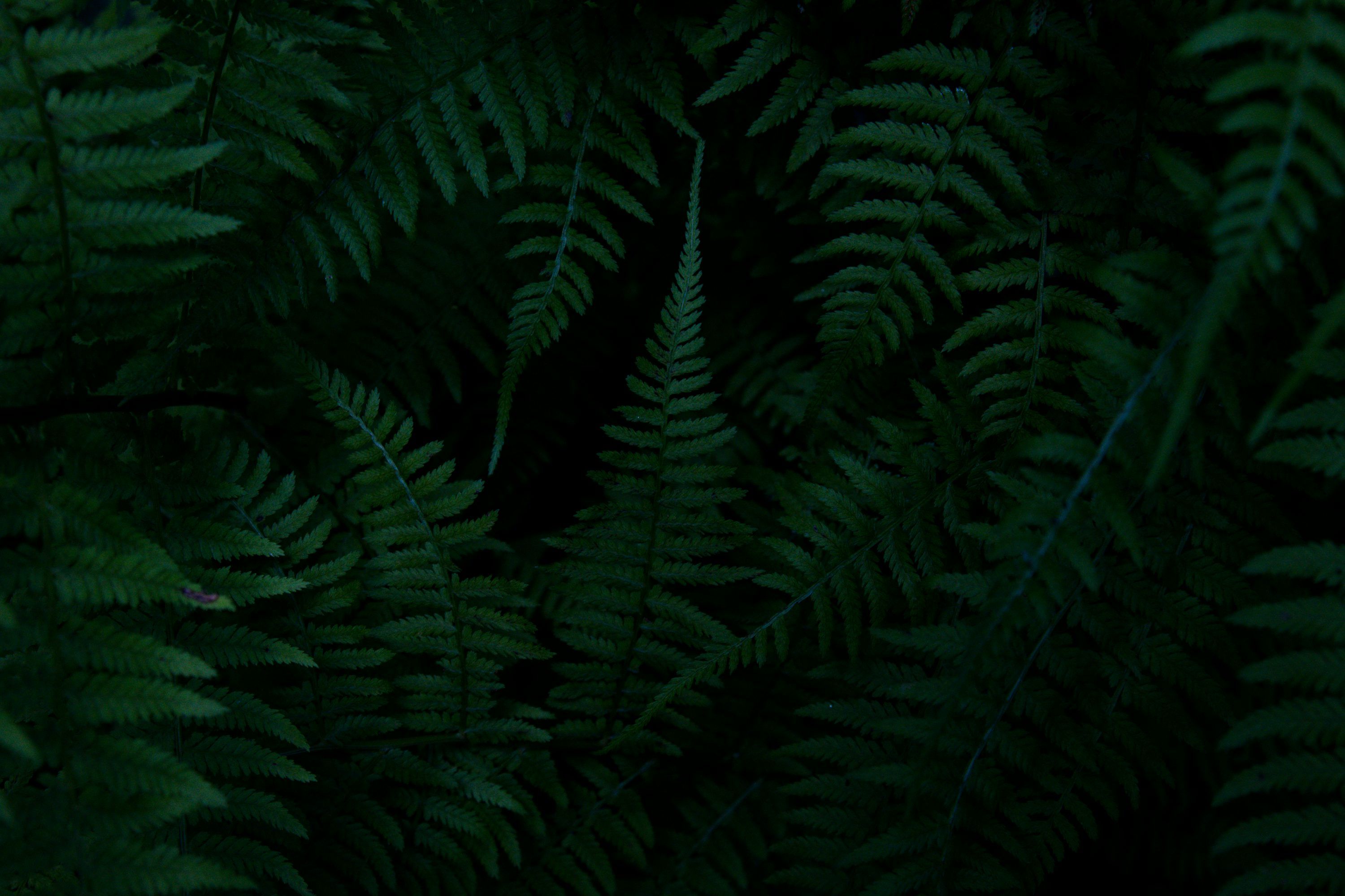 3000x2000 Dark Forest Picture [HD]. Download Free Image